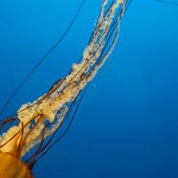 Digital photograph of an orange jellyfish